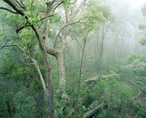 Rainforest - Eucalyptus and Angophora floribunda Rainforest - Eucalyptus and Angophora floribunda
