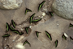Rajah Brooke Butterflies - sucking sulphur spring Rajah Brooke Butterflies - sucking sulphur spring