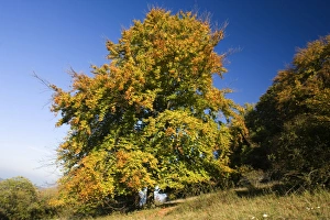 Red Beech - a Red Beech in colourful autumn foliage against blue sky on a clear autumn day Red Beech - a Red Beech in colourful autumn foliage against blue sky on a clear autumn day