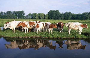 Red Belgian breed Cows - on river bank Red Belgian breed Cows - on river bank