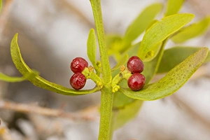 Red-berried Mistletoe - in hawthorn high in the Middle Atlas Mountains Red-berried Mistletoe - in hawthorn high in the Middle Atlas Mountains