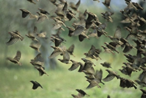 Red-Billed Quelea - Flock leaving waterhole Red-Billed Quelea - Flock leaving waterhole