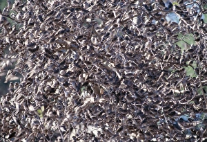 Red-billed Quelea - Massive flock on branches Red-billed Quelea - Massive flock on branches