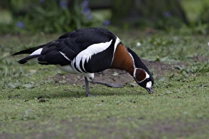 Red-Breasted Goose - feeding on field Red-Breasted Goose - feeding on field