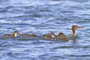 Images Dated 13th February 2011: Red-breasted Merganser - female with chicks