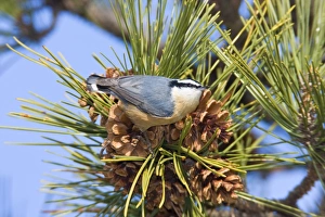 Red-breasted Nuthatch - in winter feeding on pine cone seeds Red-breasted Nuthatch - in winter feeding on pine cone seeds