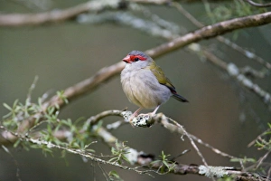 Red-browed Finch - One of a flock of wild birds that were visiting a wetland birds Red-browed Finch - One of a flock of wild birds that were visiting a wetland birds