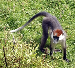 Red Capped Mangabey - west Africa Red Capped Mangabey - west Africa