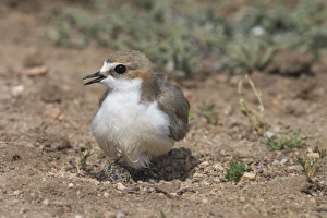 Red-capped Plover - female with wet abdomen Red-capped Plover - female with wet abdomen