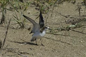 Images Dated 2nd January 2004: Red-capped Plover / Red-capped Dotterel Injury-feigning display Lee Point, Darwin