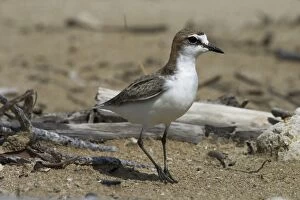 Images Dated 2nd January 2004: Red-capped Plover / Red-capped Dotterel Lee Point, Darwin, Northern Territory, Australia