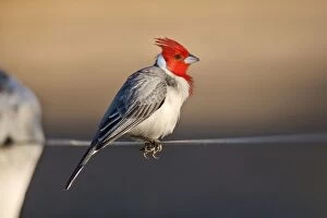 Coronata Gallery: Red-crested Cardinal - single adult sitting on a fence