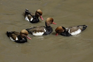 Red-Crested Pochard - 4 drakes feeding on lake Red-Crested Pochard - 4 drakes feeding on lake
