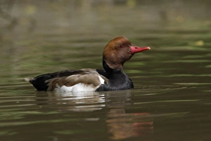Red-Crested Pochard - drake swimming on lake Red-Crested Pochard - drake swimming on lake