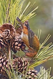 Red crossbill - male on cones in winter Red crossbill - male on cones in winter