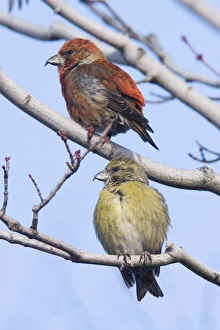 Red crossbill - pair, male and female in winter Red crossbill - pair, male and female in winter