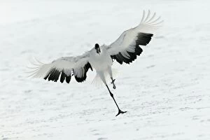Images Dated 18th February 2004: Red-crowned Crane - displaying Hokkaido, Japan