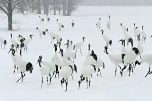 Images Dated 22nd February 2004: Red-crowned Crane - flock in snow Hokkaido, Japan