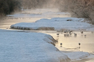 Red-crowned Crane - group in early morning light - at river roost site Red-crowned Crane - group in early morning light - at river roost site