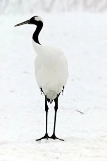 Images Dated 17th February 2004: Red-crowned Crane Hokkaido, Japan