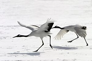 Images Dated 18th February 2004: Red-crowned Crane - two taking off Hokkaido, Japan