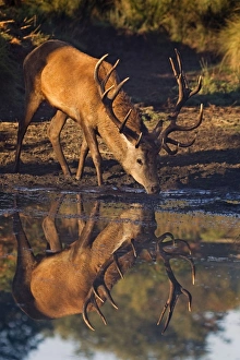 Red Deer - stag coming down to a water hole for a drink of water Red Deer - stag coming down to a water hole for a drink of water