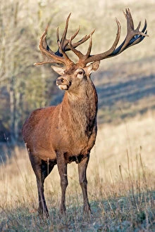 Red Deer - stag. Haute Saone, France
