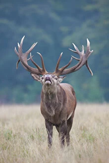 Courtship Gallery: Red Deer stag in rut Denmark
