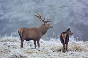 Red Deer - in winter frost