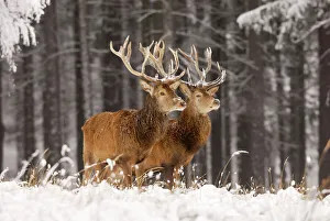 Red Deer - Two together in winter snow Red Deer - Two together in winter snow