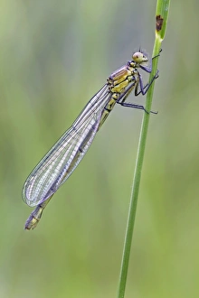 Red Eyed Damselfly - newly emerged and still in its teneral state - August Red Eyed Damselfly - newly emerged and still in its teneral state - August