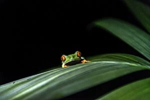 Images Dated 29th December 2013: Red-eyed Tree Frog on leaf at night