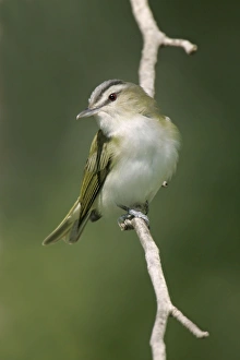 Red-eyed Vireo - On breeding territory in spring Red-eyed Vireo - On breeding territory in spring