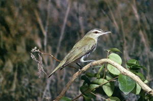 Red-Eyed VIREO - perched on branch Red-Eyed VIREO - perched on branch