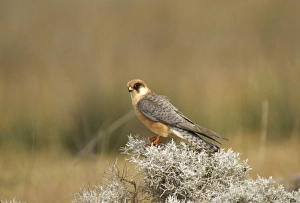 Red-footed FALCON - Female Red-footed FALCON - Female