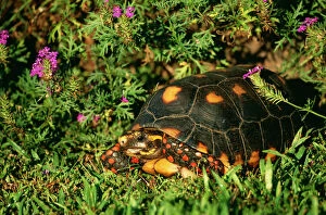 Images Dated 10th May 2004: Red-footed Tortoise Pantanal, Brazil