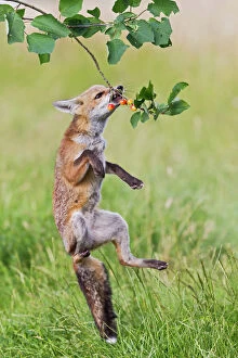 Foxes Gallery: Red Fox - cub jumping to take cherries from tree