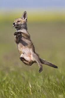 Meadows Gallery: Red Fox - cub jumping in meadow