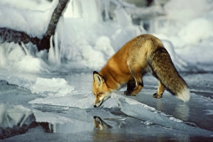 Red FOX- along edge of frozen lake, November Red FOX- along edge of frozen lake, November