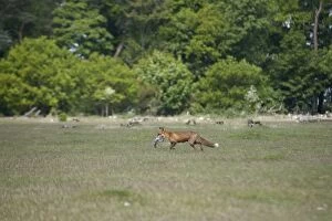Images Dated 13th May 2005: Red Fox - With Grey Squirrel kill, running back to den