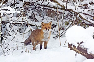 Foxes Gallery: Red Fox hunting for prey in snow during winter