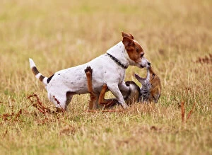 Images Dated 25th July 2011: Red Fox - playing with Jack Russell in meadow - controlled conditions 14743