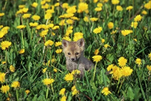 Related Images Collection: Red Fox - Pup in yellow dandelions, MF561. Game Farm, Montana, USA