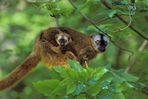 Red-fronted Brown Lemur - mother carrying young Red-fronted Brown Lemur - mother carrying young