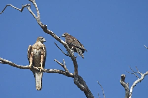 Red Goshawk - female and male Red Goshawk - female and male