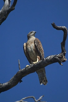 Red Goshawk - Largest Australian Goshawk. Rare and vulnerable Red Goshawk - Largest Australian Goshawk. Rare and vulnerable