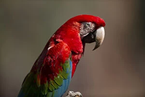 Red and Green Macaw searching-portrait