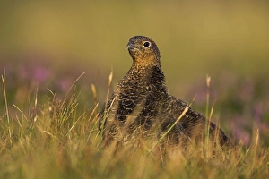 Red Grouse - Female heather moor Red Grouse - Female heather moor