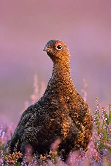 Red Grouse - in Pink and purple heather