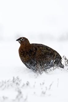 Images Dated 2nd March 2005: Red Grouse - in snow storm